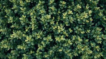 Lush Green Leafy Canopy Spreading Across a Vibrant Garden During Sunny Afternoon Hours photo