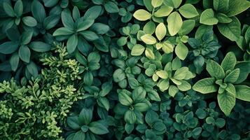 lozano verde follaje mostrando varios hoja formas y texturas en un natural jardín ajuste foto