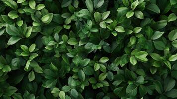 Lush Green Foliage Covering Ground in Sunlit Natural Setting During Summer Season photo