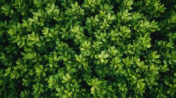 Lush Green Leafy Plants Covering Ground in Bright Natural Light During Daytime photo