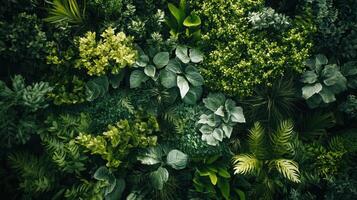 Lush Green Foliage Displaying Various Plant Species in Natural Habitat During Bright Daylight photo