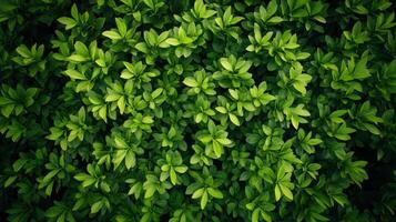 Lush Green Foliage Spreading Across Ground In a Dense Forest During Daylight Hours photo