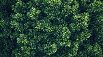 Lush Green Foliage in Bright Daylight Captured From Above in a Natural Setting photo