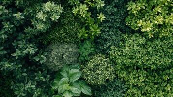 Aerial View of Lush Green Foliage Showcasing Vibrant Plant Life in a Natural Landscape During the Day photo
