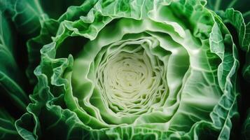 Close-Up View of a Freshly Harvested Green Cabbage in Natural Light on a Sunny Day photo