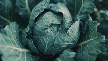 Fresh Green Cabbage Growing In A Healthy Garden During Early Morning Sunshine photo