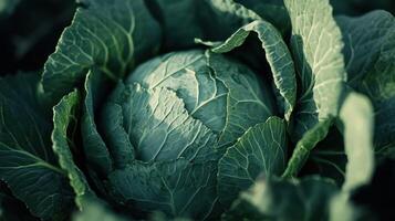 Fresh Green Cabbage Growing in a Vibrant Vegetable Garden During the Early Morning Light photo