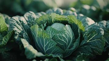 Freshly Harvested Green Cabbage Surrounded by Lush Leaves in an Organic Garden During Early Morning Light photo