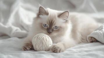 A playful kitten with blue eyes plays with a yarn ball on a soft blanket at home during the afternoon photo