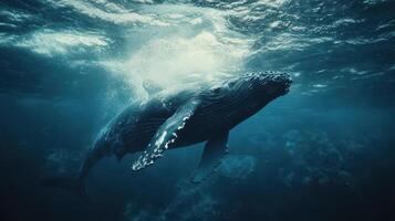 A humpback whale gracefully swims underwater in crystal-clear ocean waters surrounded by vibrant marine life during daylight photo