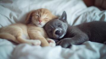 A sleepy orange kitten cuddles with a gray puppy on a soft blanket in a cozy indoor setting photo