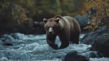 Grizzly bear wades through a rushing river surrounded by autumn foliage during the golden hour photo