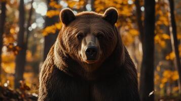 A mature bear stands in a forest during autumn, surrounded by colorful foliage and soft sunlight filtering through the trees photo