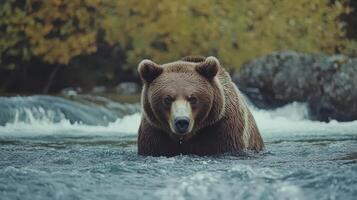 A brown bear wading through a stream in a forested area during autumn photo