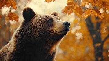 A brown bear in a forest during autumn surrounded by orange leaves photo
