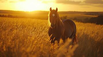 A horse walking through golden grass at sunset in a serene countryside landscape photo