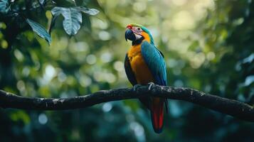 Colorful macaw perched on a branch amidst lush rainforest foliage during the day photo