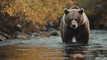 Grizzly bear walking through a river surrounded by autumn foliage in a natural setting photo