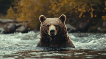 A brown bear wades through a river surrounded by autumn foliage in a serene wilderness setting photo