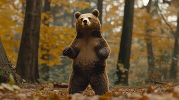 A curious brown bear standing upright in an autumn forest surrounded by colorful foliage photo