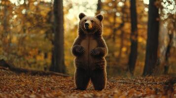 A brown bear stands upright among golden autumn leaves in a serene forest setting during sunset photo