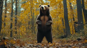 A brown bear stands upright in a vibrant autumn forest with fallen leaves photo