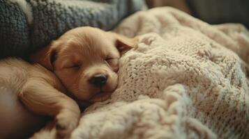 A golden puppy naps peacefully on a cozy knitted blanket in a warm indoor setting during the late afternoon photo