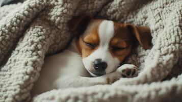 A sleeping puppy nestled in a cozy blanket during a quiet afternoon at home photo