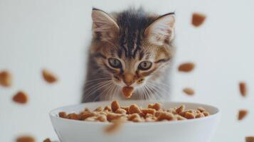 A curious cat reaching for dry kibble in a bowl on a bright background photo