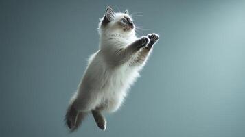 A fluffy cat leaps gracefully in a soft, illuminated space, showcasing its agility and playful spirit photo