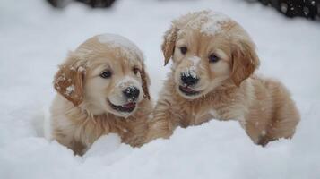 Two playful golden retriever puppies enjoying a snowy day in a winter landscape photo