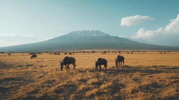 Herd of elephants grazing on golden grasslands with a snow-capped mountain in the background during sunset photo