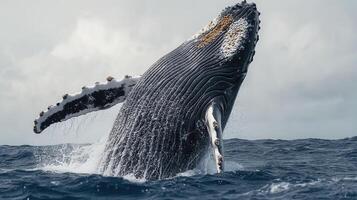 Humpback whale breaching in the ocean during a cloudy day photo
