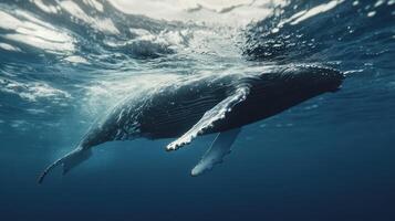 A humpback whale swimming gracefully beneath the ocean surface during daylight hours in a deep blue sea photo