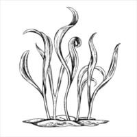 Young green sprouting spinach sprouts from seeds hand drawn in black ink graphically. A legume plant growing from the soil in a home garden. Lineart style painted by black on isolated background vector