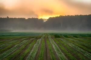 Green crops in neat rows, forest background, golden sun, dreamy horizon photo