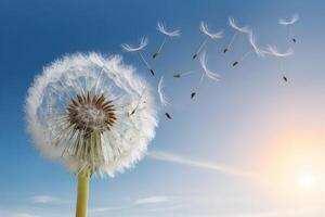 Dandelion puff disperses seeds warm sunlight creates peaceful atmosphere photo