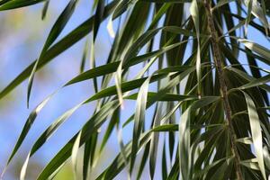 Close up of palm tree leaves with sky background photo