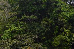 A large isolated tree showing only green leaves and many branches photo