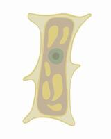 Illustration of onion scale plant cell under a microscope. The structure of a plant cell. vector