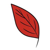 Illustration of an autumn leaf on a white background. vector