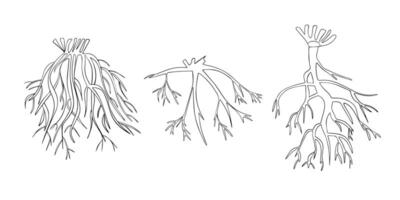 Illustration of types of tree root systems. vector