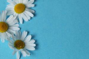 Daisies close-up on blue background with space for copyspace text. Purity Tea Recipe photo