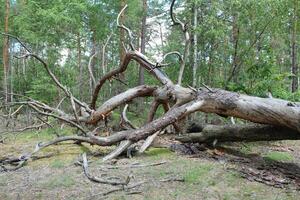 A tree lies on the ground in the forest. Concept of destruction. Storm in the Woods photo