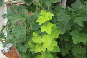 Young green foliage on the bush. Young branches, foliage. Plant growth and development photo