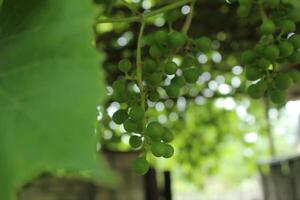 Grapes on a branch close-up. Growing grapes, winemaking photo
