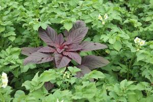 Amaranth plant on a green background of green potatoes. Alone among strangers. Outcast. Not like everyone else photo