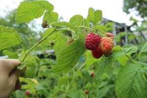 Red raspberries on a branch against a background of green leaves. Growing seasonal berries photo