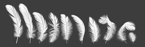 Delicate quills line practical outline set. Fowls plumes with delicate surface. Feathery plumage from blessed messenger wings 3d components on white vector