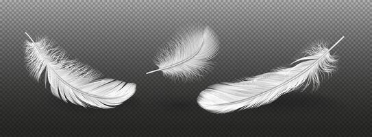 Light winged creature plumes bunch reasonable outline set. Flying creatures plumage points of interest. Feathery plumes 3d components vector
